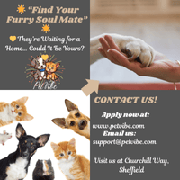 Pet Vibes Animal Shelter Adoption Post